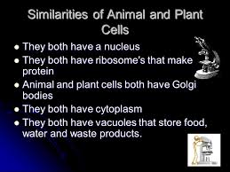 What is a difference between animal and plant cells. The Difference Between Plant And Animal Cells Power Point By Aaron Christopher Jonathon Mitchell Caulin And Christian Ppt Download