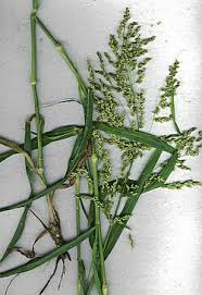 Image result for Panicum carneovaginatum