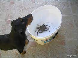 Top Dog Friendly Beaches In Croatia Dog Friendly Beach Dog Friends Dog Shower