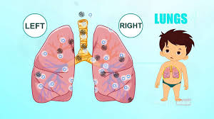 Factors affecting the growth of malebody part in tamil | tamil health tips. Lungs Human Body Parts In Tamil Pre School Animated Videos For Kids Video Dailymotion