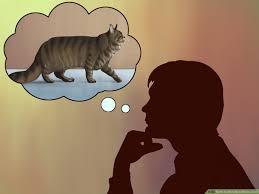 Since maine coons are outgoing and friendly, you can also identify them by observing their behavior and personalities. 3 Ways To Identify A Maine Coon Wikihow