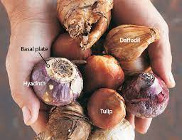 Sign up for our newsletter to receive coupons How To Make Sure You Buy The Best Flower Bulbs Garden Gate