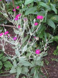 Imagine how stunning they are when standing alone in your garden? Silver Foliage Plants Add A Touch Of Silver Old Farmer S Almanac