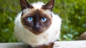 Kucing siam yang masuk kelompok tradisional ini bentuknya juga hampir sama saja dengan jenis yang termasuk dalam. Kucing Siam Harga Jenis Ciri Ciri Makanan Dan Cara Merawat