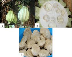 Image result for Telfairia