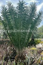 Image result for Encephalartos gratus