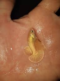 Bettas can breathe from their labyrinth organ which enables the fish. Gold Betta Fish Unique Fish Photo