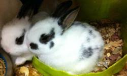 We always have many colours available in all breeds. Netherland Dwarf Bunnies For Sale In South Florida For Sale In Davie Florida Best Pets Online