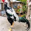 Ayam petarung terbaik dan termahal di dunia follow kami disini : 1