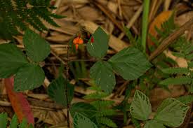 Image result for Hylodesmum repandum