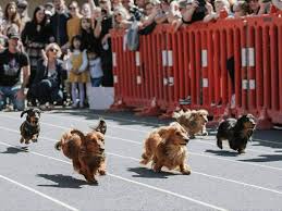 Cooking wieners on the barbecue will always make me think of summertime as a kid. Nz Wiener Dog Derby Auckland Concrete Playground Auckland