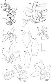 Image result for Tridactyle anthomaniaca