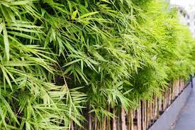 Living walls filled with planters for privacy fences are also a beautiful option those with large yards. Pin On Gardening