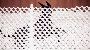 The gate is freestanding, crafted of wood, portable, and works great, especially, with smaller dogs. 21 Dog Fence Ideas For Your Yard