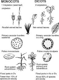Monocot Dicot Poster Teaching Biology Plant Science Science Education