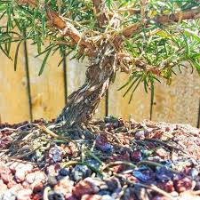 Image result for rosemary bonsai