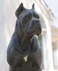 Black Pearl Cane Corso Cane Corso Breeders Cane Corso Puppies Cane Corso Cane Corso Puppies Cane Corso Kennel