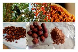 Image result for Ficus sycomorus