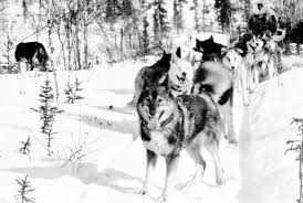 Post your free ad here if you are selling a house in togo. Togo Siberian Husky Sled Dog Hero Of The 1925 Nome Serum Run