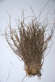 Image result for Microchloa