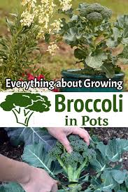 Everything About Growing Broccoli In Pots In 2020 Growing Broccoli Broccoli Pot