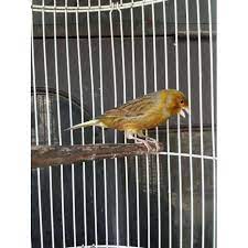 Burung mungil yang memiliki nama latin serinus canaria ini memang banyak diminati karena selain cantik dan. Jual Burung Kenari Bon Bond Bons Serat Gereja Garansi Jantan Seumur Hidup Banyak Pilihan Shopee Indonesia