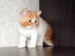 We provide each baby kitten with the individualized care and. Exotic Shorthair Cats For Sale Jacksonville Fl 220054