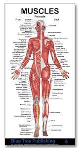Anatomynote.com found female muscular system in detail from plenty of anatomical pictures on the internet. Amazon Com Muscles Female Mini Poster Muscle Building And Physical Fitness The Muscular System Anatomical Chart Industrial Scientific