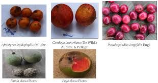 Image result for Afrostyrax