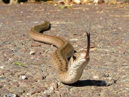 Storeria Dekayi Dekayi Beautiful Snakes Reptiles Snake
