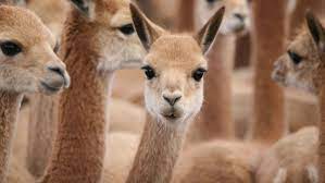 The vicuña (vicugna vicugna) or vicuna (both, very rarely spelled vicugna, its genus name) is one of the two wild south american camelids, which live in the high alpine areas of the andes, the other being the guanaco, which lives at lower elevations. Inside The Business Of Vicuna The Wool Worth More Than Gold Intelligence Bof