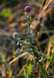 Image result for Sphaeranthus gazaensis