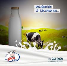 Sutu Sevdiren Inek Atlar Saglik Cocuk