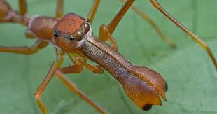 Black And White Jumping Spider Texas My 1st Red Ant Mimic Spider Img 1384 Copy Jumping Spider Red Ant Spider