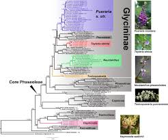 Image result for Pseudeminia