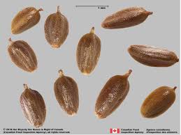 Image result for Cyperus esculentus