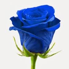 The most appropriate season to start growing blue roses is spring. After Centuries Of Failed Attempts At Breeding A Blue Rose Biotechnology Does The Trick Genetic Literacy Project
