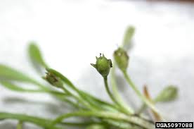 Image result for Limosella