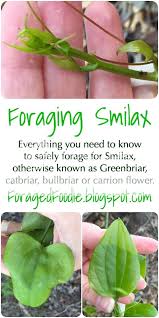 Image result for Smilax