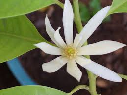 Magnolia Alba Wikipedia Unique Plants Magnolia Flowers