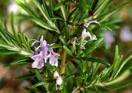 Image result for Rosmarinus officinalis