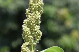 Image result for Echinochloa frumentacea