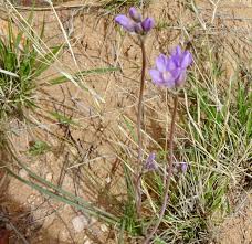 Image result for Dicoma capensis