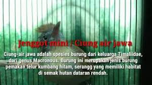 Burung Jenggot Mini Kalimantan Cucak jenggot mini burung bersuara menakutkan bikin burung emosi.