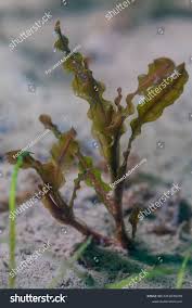 Image result for Potamogeton crispus
