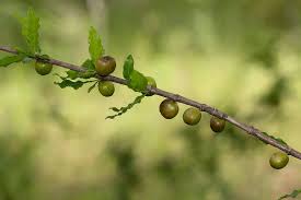 Image result for Coffea racemosa