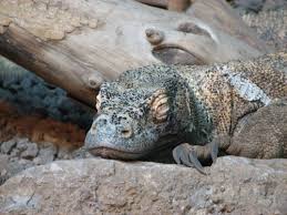 Selain haram dimakan dalam islam, biawak besar seperti komodo ini juga dilindungi karena populasinya yang cukup langka. Komodo Wikiwand