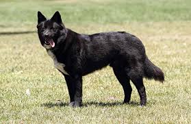 Korean Jindo Dog Breed Bechewy