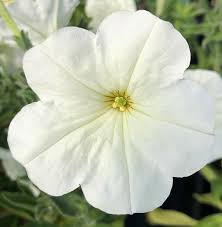 Image result for Petunia axillaris