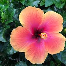 Image result for Hibiscus torrei